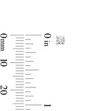 Vanessa 0.3ct tw Lab-Grown Diamond Single Stone Studs